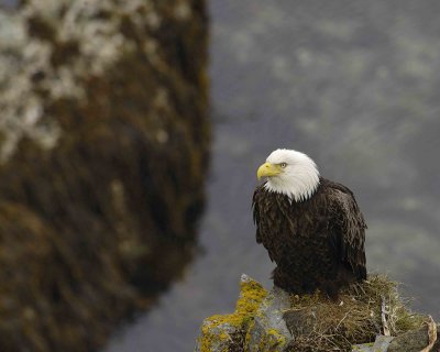 Eagle, Bald, Female near Nest-071607-Summer Bay, Unalaska Island, AK-#0562.jpg