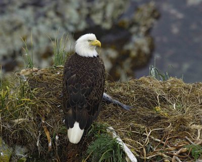 Eagle, Bald, Female near Nest-071807-Summer Bay, Unalaska Island, AK-#0002.jpg