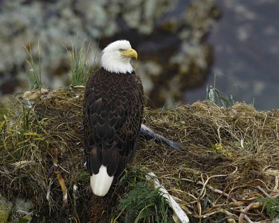 Eagle, Bald, Female near Nest-071807-Summer Bay, Unalaska Island, AK-#0004.jpg