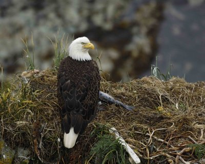 Eagle, Bald, Female near Nest-071807-Summer Bay, Unalaska Island, AK-#0075.jpg