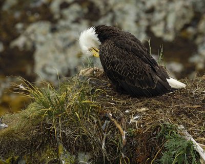 Eagle, Bald, Female near nest, grooming-071707-Summer Bay, Unalaska Island, AK-#0621.jpg