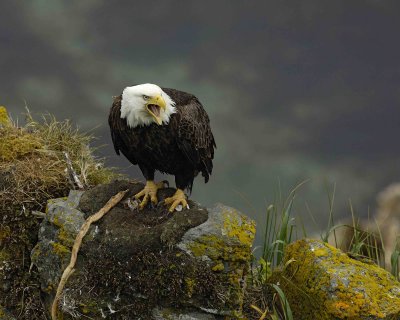 Eagle, Bald, Female near nest, screeching-071707-Summer Bay, Unalaska Island, AK-#0410.jpg