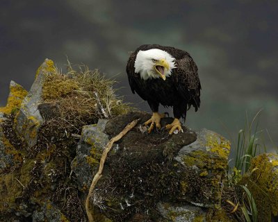 Eagle, Bald, Female near nest, screeching-071707-Summer Bay, Unalaska Island, AK-#0411.jpg