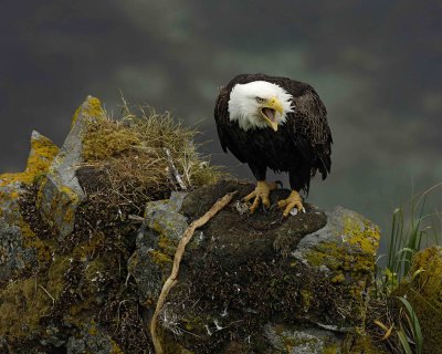 Eagle, Bald, Female near nest, screeching-071707-Summer Bay, Unalaska Island, AK-#0414.jpg