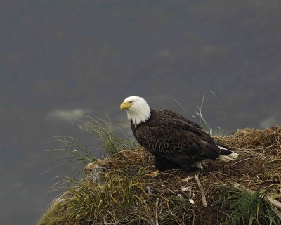 Eagle, Bald, Female near nest-071607-Summer Bay, Unalaska Island, AK-#1057.jpg