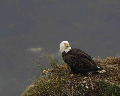 Eagle, Bald, Female near nest-071607-Summer Bay, Unalaska Island, AK-#1063.jpg