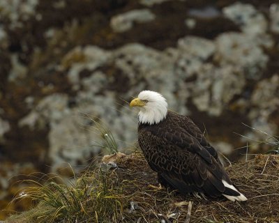 Eagle, Bald, Female near nest-071607-Summer Bay, Unalaska Island, AK-#1067.jpg
