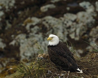 Eagle, Bald, Female near nest-071607-Summer Bay, Unalaska Island, AK-#1082.jpg