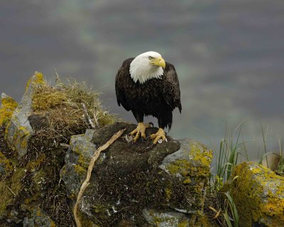 Eagle, Bald, Female near nest-071707-Summer Bay, Unalaska Island, AK-#0390.jpg