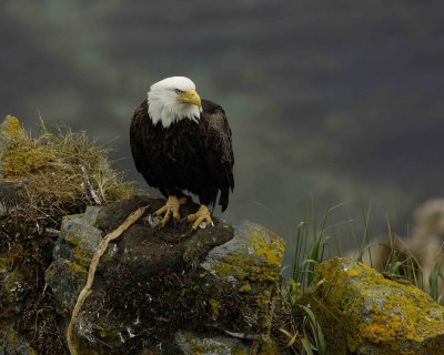 Eagle, Bald, Female near nest-071707-Summer Bay, Unalaska Island, AK-#0408.jpg