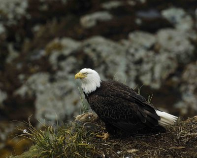 Eagle, Bald, Female near nest-071707-Summer Bay, Unalaska Island, AK-#0611.jpg