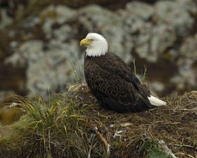 Eagle, Bald, Female near nest-071707-Summer Bay, Unalaska Island, AK-#0634.jpg