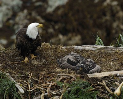 Eagle, Bald, Female, 2 Eaglets-071707-Summer Bay, Unalaska Island, AK-#0601.jpg