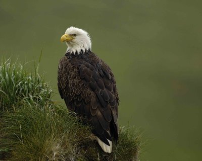 Eagle, Bald, Female, Rain soaked-071607-Summer Bay, Unalaska Island, AK-#0040.jpg