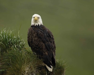 Eagle, Bald, Female, Rain soaked-071607-Summer Bay, Unalaska Island, AK-#0043.jpg