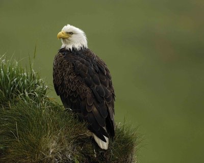 Eagle, Bald, Female, Rain soaked-071607-Summer Bay, Unalaska Island, AK-#0058.jpg