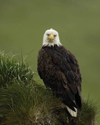 Eagle, Bald, Female, Rain soaked-071607-Summer Bay, Unalaska Island, AK-#0092.jpg