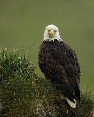 Eagle, Bald, Female, Rain soaked-071607-Summer Bay, Unalaska Island, AK-#0094.jpg