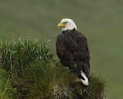 Eagle, Bald, Female, Rain soaked-071607-Summer Bay, Unalaska Island, AK-#0168.jpg