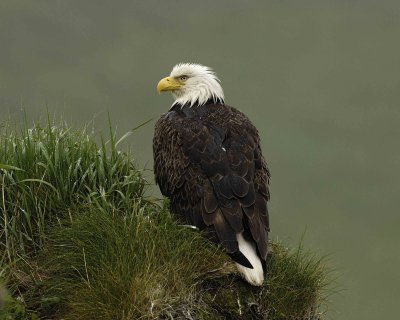 Eagle, Bald, Female, Rain soaked-071607-Summer Bay, Unalaska Island, AK-#0192.jpg