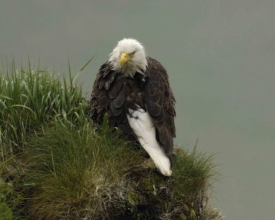 Eagle, Bald, Female, Rain soaked-071607-Summer Bay, Unalaska Island, AK-#0213.jpg
