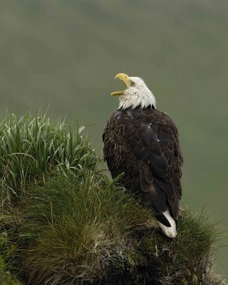 Eagle, Bald, Female, Rain soaked, screeching-071607-Summer Bay, Unalaska Island, AK-#0251.jpg