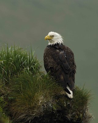 Eagle, Bald, Female, Rain soaked-071607-Summer Bay, Unalaska Island, AK-#0228.jpg