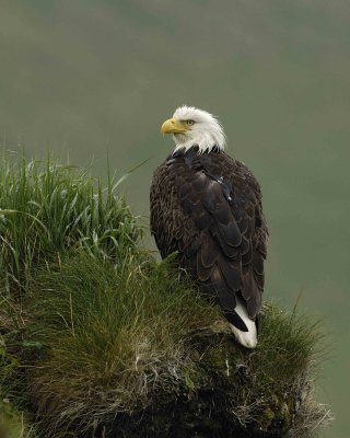 Eagle, Bald, Female, Rain soaked-071607-Summer Bay, Unalaska Island, AK-#0243.jpg