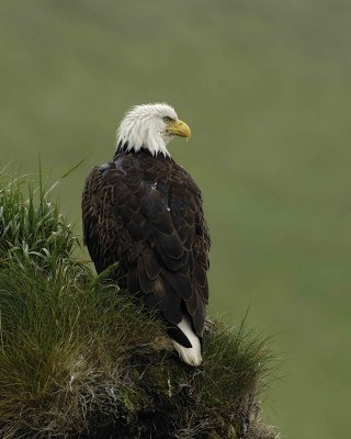 Eagle, Bald, Female, Rain soaked-071607-Summer Bay, Unalaska Island, AK-#0259.jpg