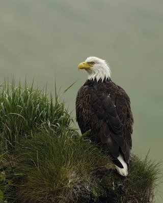 Eagle, Bald, Female, Rain soaked-071607-Summer Bay, Unalaska Island, AK-#0261.jpg