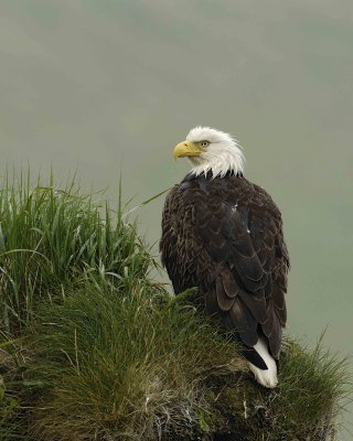 Eagle, Bald, Female, Rain soaked-071607-Summer Bay, Unalaska Island, AK-#0271.jpg