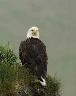 Eagle, Bald, Female, Rain soaked-071607-Summer Bay, Unalaska Island, AK-#0280.jpg