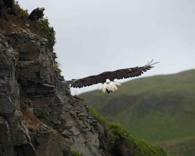 Eagle, Bald, Flying-071607-Iliuliuk Bay, Unalaska Island, AK-#1139.jpg