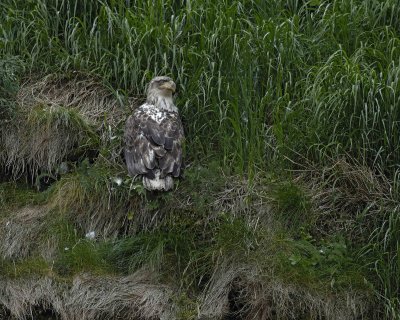 Eagle, Bald, Immature-071407-Iliuliuk Bay, Unalaska Island, AK-#0369.jpg