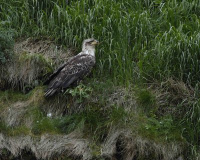 Eagle, Bald, Immature-071407-Iliuliuk Bay, Unalaska Island, AK-#0371.jpg