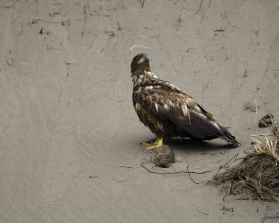 Eagle, Bald, Immature-071407-Summer Bay Sand Dunes, Unalaska Island, AK-#0174.jpg