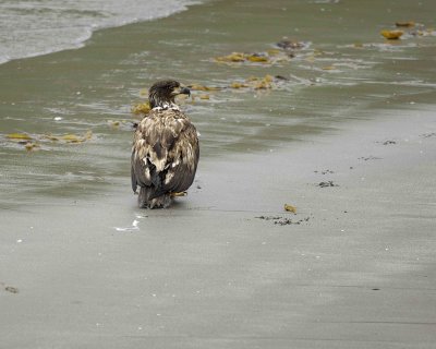 Eagle, Bald, Immature-071407-Summer Bay, Unalaska Island, AK-#0122.jpg