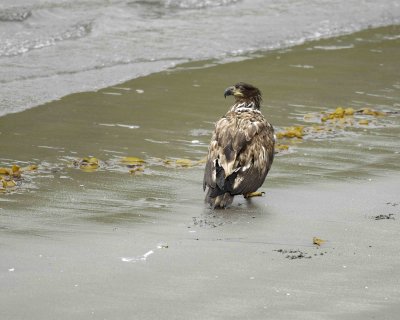 Eagle, Bald, Immature-071407-Summer Bay, Unalaska Island, AK-#0126.jpg
