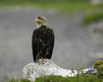 Eagle, Bald, Immature-071507-Morris Cove, Summer Bay, Unalaska Island, AK-#0136.jpg