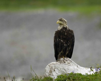 Eagle, Bald, Immature-071507-Morris Cove, Summer Bay, Unalaska Island, AK-#0139.jpg