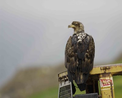 Eagle, Bald, Juvenile, on Dump Truck-071507-Iliuliuk Bay, Unalaska Island, AK-#0009.jpg