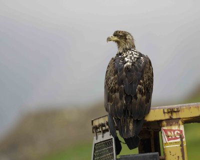 Eagle, Bald, Juvenile, on Dump Truck-071507-Iliuliuk Bay, Unalaska Island, AK-#0010.jpg