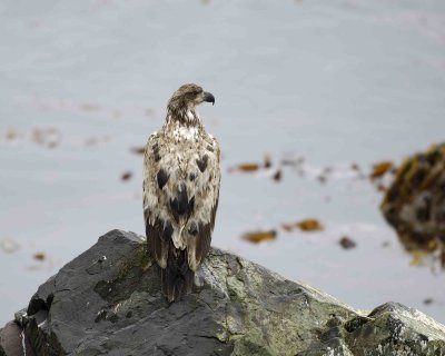 Eagle, Bald, Juvenile-071507-Iliuliuk Bay, Unalaska Island, AK-#0227.jpg
