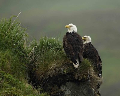 Eagle, Bald, Male & Female, Rain soaked-071607-Summer Bay, Unalaska Island, AK-#0015.jpg