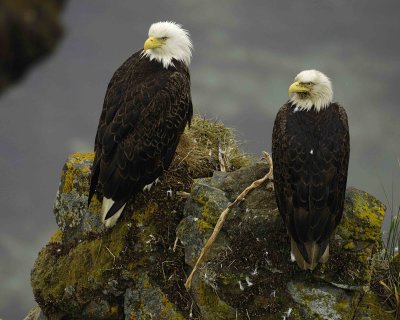 Eagle, Bald, Male & Female, near nest, Rain soaked-071607-Summer Bay, Unalaska Island, AK-#0130.jpg