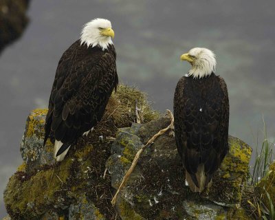 Eagle, Bald, Male & Female, near nest, Rain soaked-071607-Summer Bay, Unalaska Island, AK-#0153.jpg