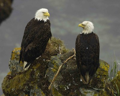 Eagle, Bald, Male & Female, near nest, Rain soaked-071607-Summer Bay, Unalaska Island, AK-#0157.jpg
