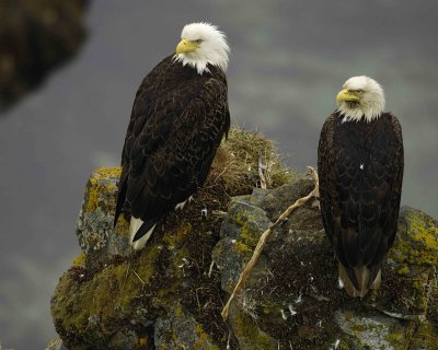 Eagle, Bald, Male & Female, nest, Rain soaked-071607-Summer Bay, Unalaska Island, AK-#0129.jpg