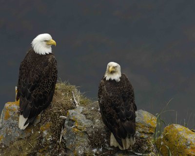 Eagle, Bald, Male and Female near Nest-071507-Summer Bay, Unalaska Island, AK-#0923.jpg