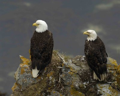 Eagle, Bald, Male and Female near Nest-071507-Summer Bay, Unalaska Island, AK-#0931.jpg